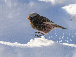 Black Rosy-finch in the Snow
