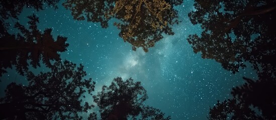 Enchanting night sky filled with twinkling stars above majestic forest trees