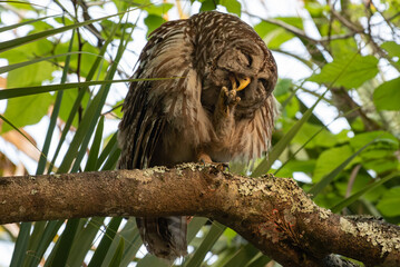 Barred Owl Preening Talons 