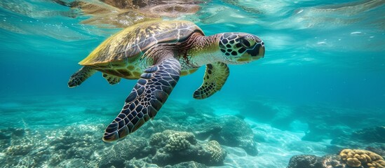 Fototapeta premium Majestic sea turtle swimming gracefully in the crystal clear ocean waters