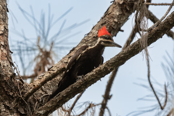Pileated Woodpecker Searching for Food in a Tree