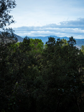 imagen paisaje naturaleza cpn &aacute;rboles verdes y el cilo azul con nubes 