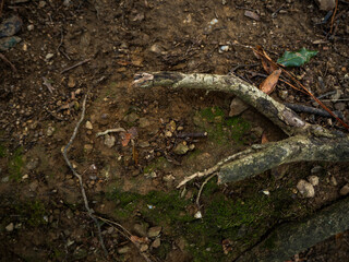imagen detalle textura suelo de tierra con ra&iacute;ces asomando 