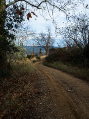 imagen de un camino de tierra entre los &aacute;rboles, con el cielo azul 