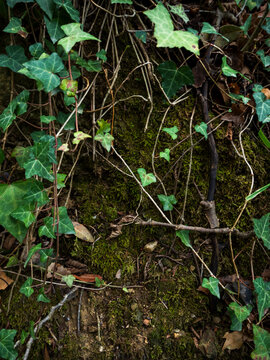 imagen detalle pared con hidra verde 