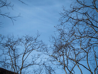 imagen de un cielo azul con ramas de &aacute;rboles secos 