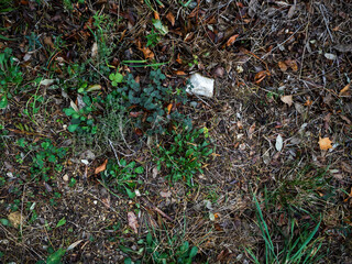 Planta verde creciendo entre tierra y residuos
Vegetaci&oacute;n brotando en suelo mixto con fragmentos de pl&aacute;stico. Representa resiliencia, ecolog&iacute;a y contraste entre naturaleza y contaminaci&oacute;n.