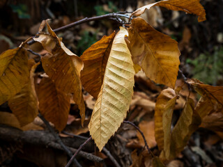 Hojas secas de casta&ntilde;o dorado en primer plano
Fotograf&iacute;a oto&ntilde;al con hojas doradas y fondo desenfocado. Ideal para representar estaciones, cambio clim&aacute;tico y naturaleza po&eacute;tica.