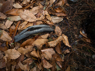 imagen detalle textura suelo de hojas secas con raíces que sobresalen 