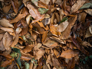 imagen detalle textura suelo de hojas secas 