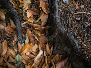 imagen detalle textura suelo de hojas secas con raíces que sobresalen 