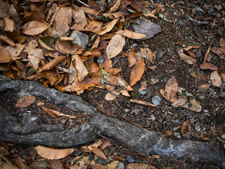 imagen detalle textura suelo de hojas secas con raíces que sobresalen 
