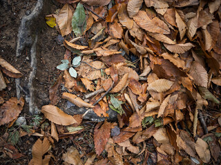 imagen detalle textura suelo de hojas secas 