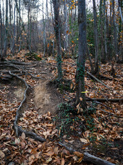 imagen de un camino entre árboles secos y el suelo lleno de hojas secas 