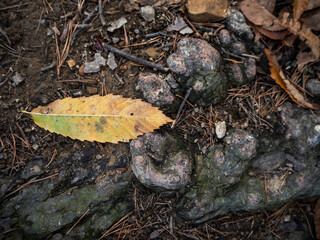 imagen de una hoja amarilla sobre el suelo de tierra, raíces y piedras 