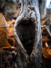 imagen detalle tronco de árbol con agujero, rodeado de hojas secas 