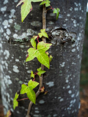 imagen detalle hiedra verde trepando por un árbol 