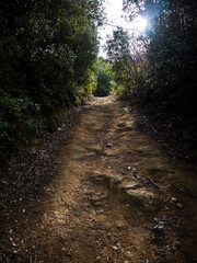 imagen de un camino de tierra en medio de los árboles 