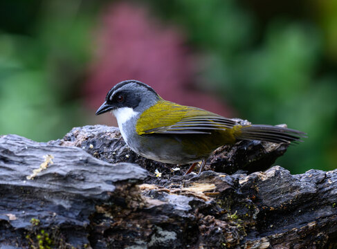 A Gray-browed Brushfinch Foraging for Food in the Mountains of Ecuador