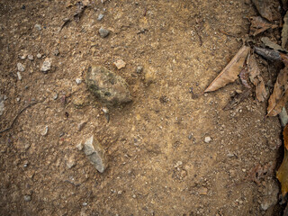 imagen detalle textura suelo de tierra con una piedra asomando y ramas secas 