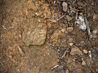 imagen detalle textura suelo de tierra con una piedra asomando y ramas secas 