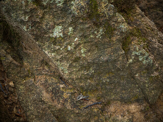 imagen detalle textura piedra gris con moho verde y algunas grietas 