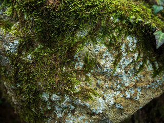 imagen detalle textura pared de piedra con moho verde encima 