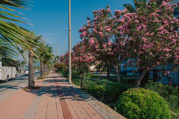 Summer blooming oleander flowers in residential area on Alanya street