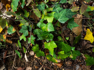 imagen detalle textura hojas de hiedra verdes 
