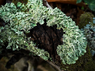 imagen detalle de la corteza de un árbol con musgo verde seco 