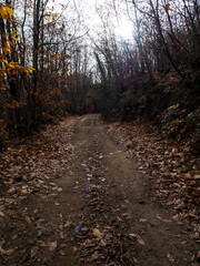 imagen de un camino de tierra con hojas secas a ambos lados en medio de los árboles 