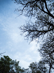 imagen detalle de unas ramas de árbol secas con el cielo azul de fondo 
