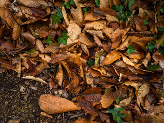 imagen detalle textura suelo con hojas secas y brotes verdes 