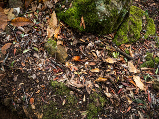 imagen detalle textura suelo de hojas secas entre piedras con musgo 