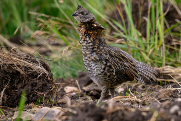 A Ruffed Grouse in the Wyoming Mountains
