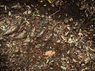 imagen detalle textura suelo de tierra y piedras con algunas ramas secas 