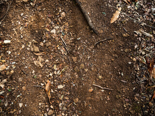 imagen detalle textura suelo de tierra con algunas piedras, ramas y hojas secas 