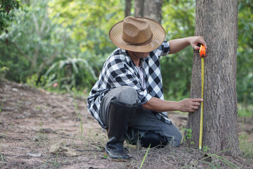 Asian man botainst use measuring tape to measure trunk of tree. Analysis and research about growth of tree. Concept , forest valuation. Conservation of environment.      