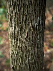imagen detalle textura corteza de árbol con vetas muy finas 