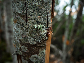imagen detalle textura corteza de árbol con trozos arrancados 