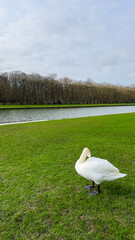 Swans In Garden Palace of Versailles, Paris France