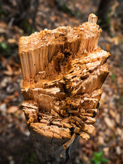 imagen detalle de un árbol roto