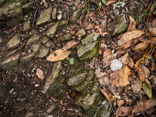 imagen detalle textura suelo de piedras de distintos tamaños, con tierra y hojas secas encima 