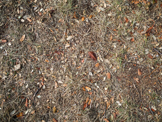 imagen detalle textura suelo de hierba seca con algunas hojas secas 