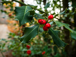 imagen detalle frutos rojos con hojas verdes y pinchos en la rama de un árbol 
