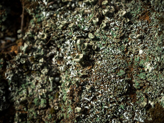 imagen detalle textura musgo seco sobre corteza de árbol