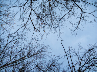 imagen del cielo azul con algunas ramas secas en el aire