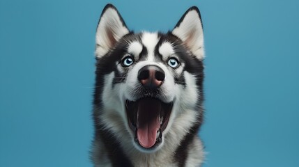 Friendly Husky Dog with Exaggerated Expression on Blue Background