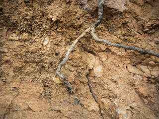 imagen detalle de una raíz saliendo de la tierra seca 