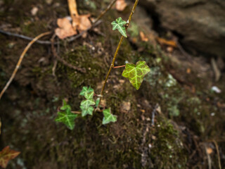 imagen detalle hojas de hiedra sobre una corteza de árbol con moho verde